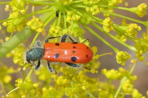 Trichodes octopunctatus